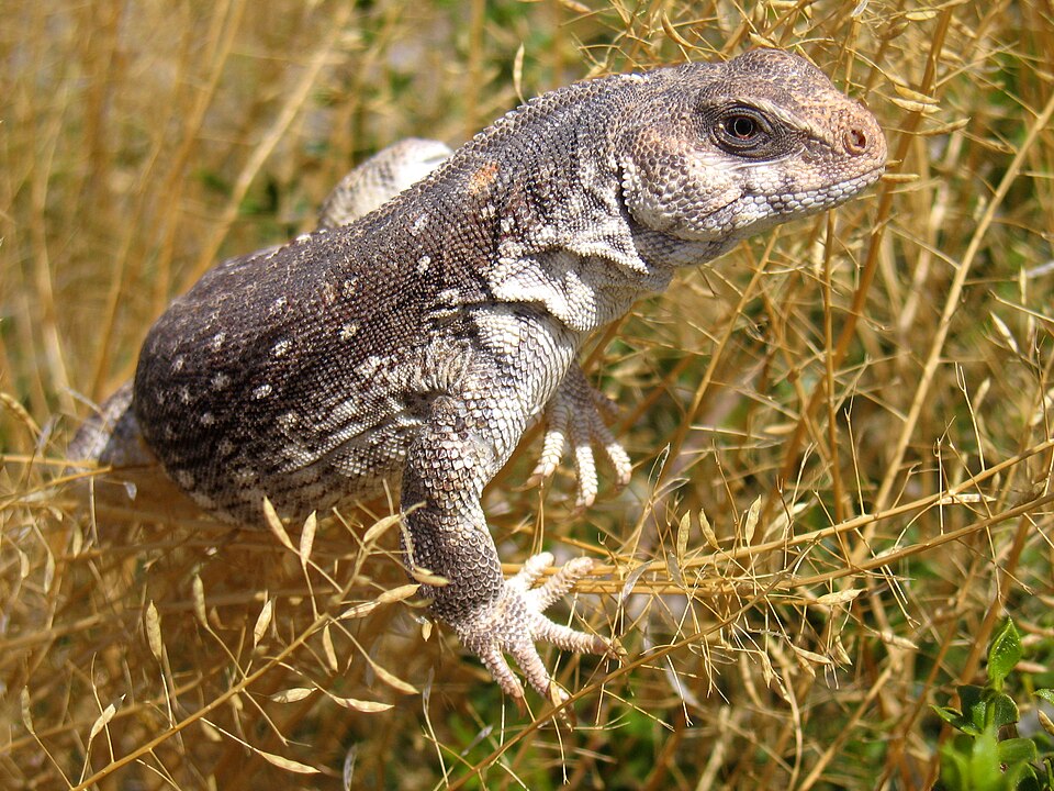 Desert Iguana