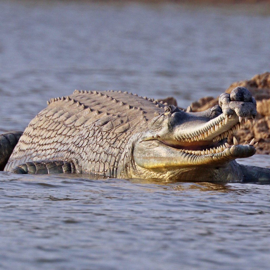 Gharial