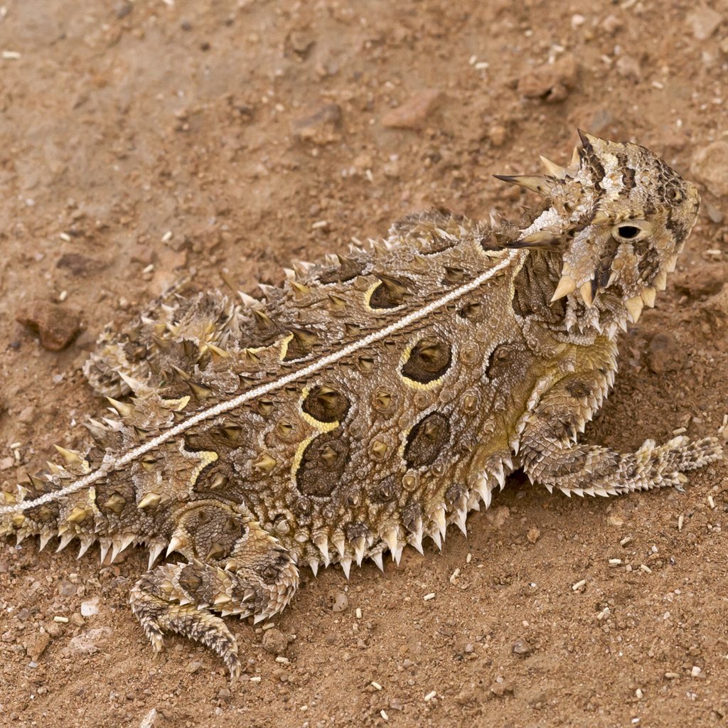 Texas Horned Lizard