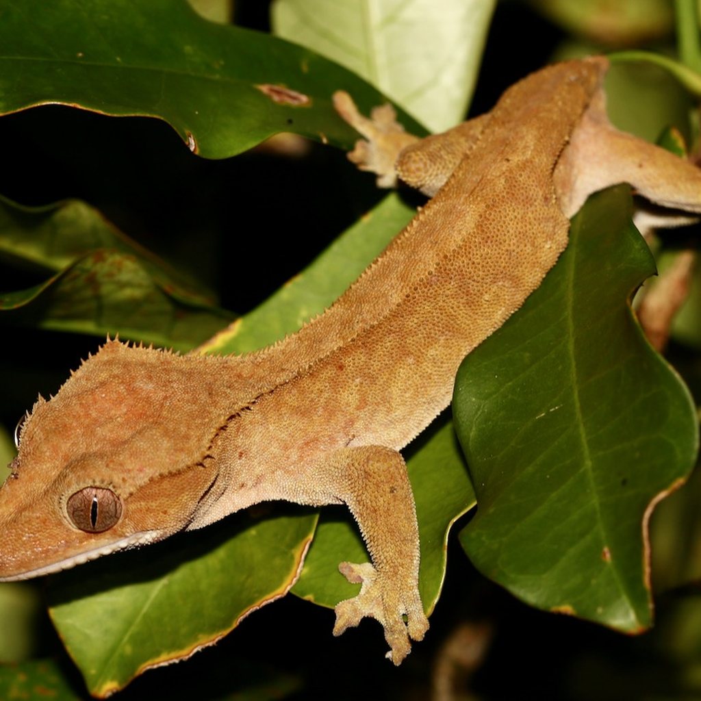 Crested Gecko