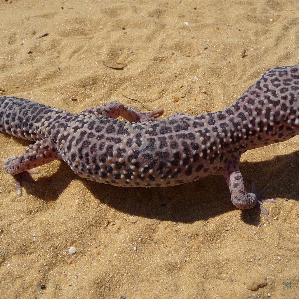 Leopard Gecko