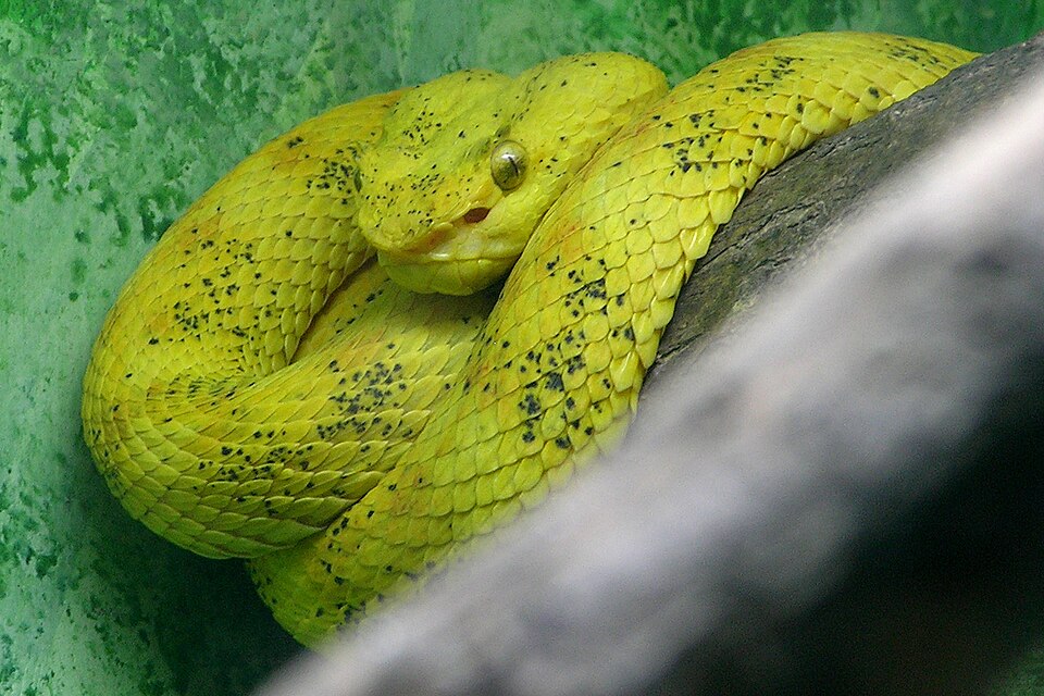 Eyelash Viper