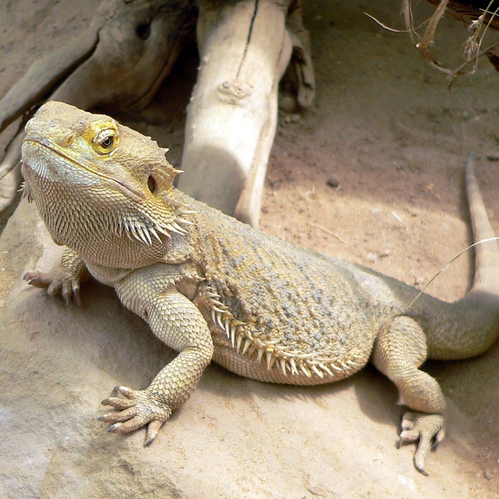 Bearded Dragon