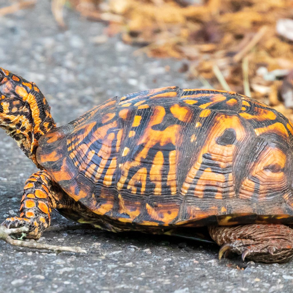 Eastern Box Turtle