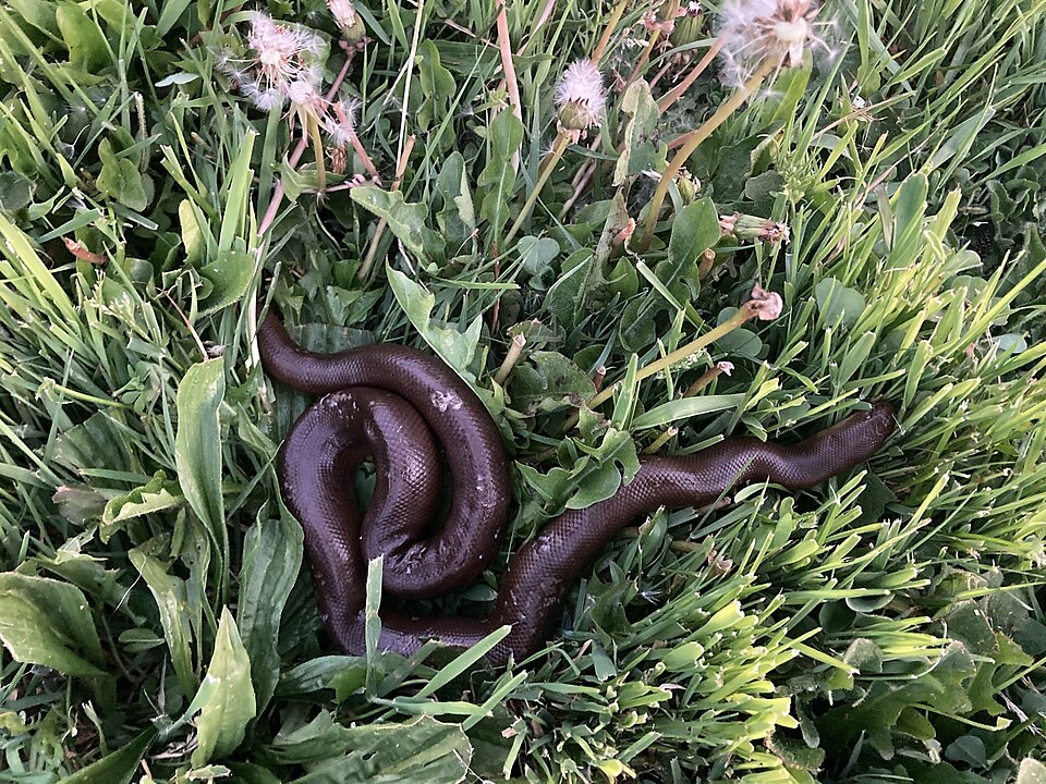 Rubber Boa