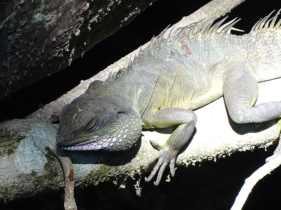 Chinese Water Dragon