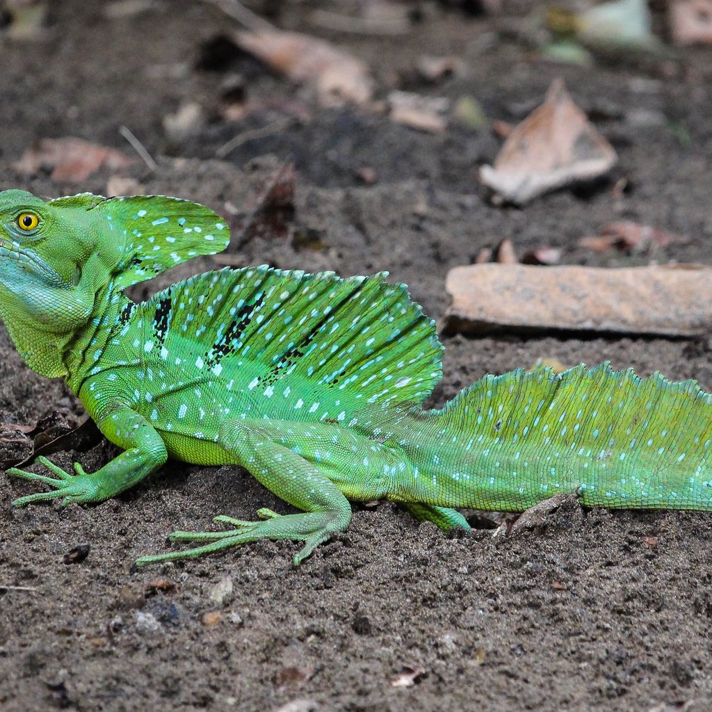 Green Basilisk