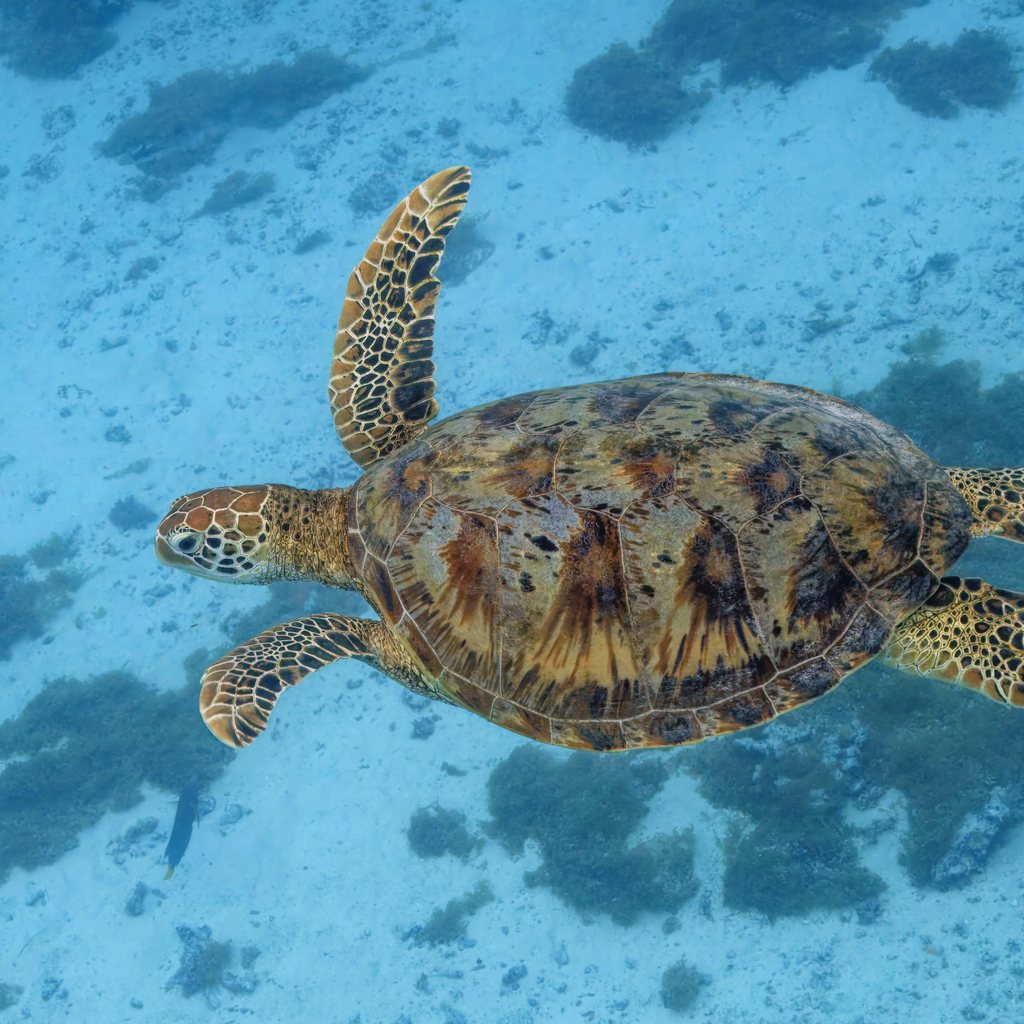 Green Sea Turtle