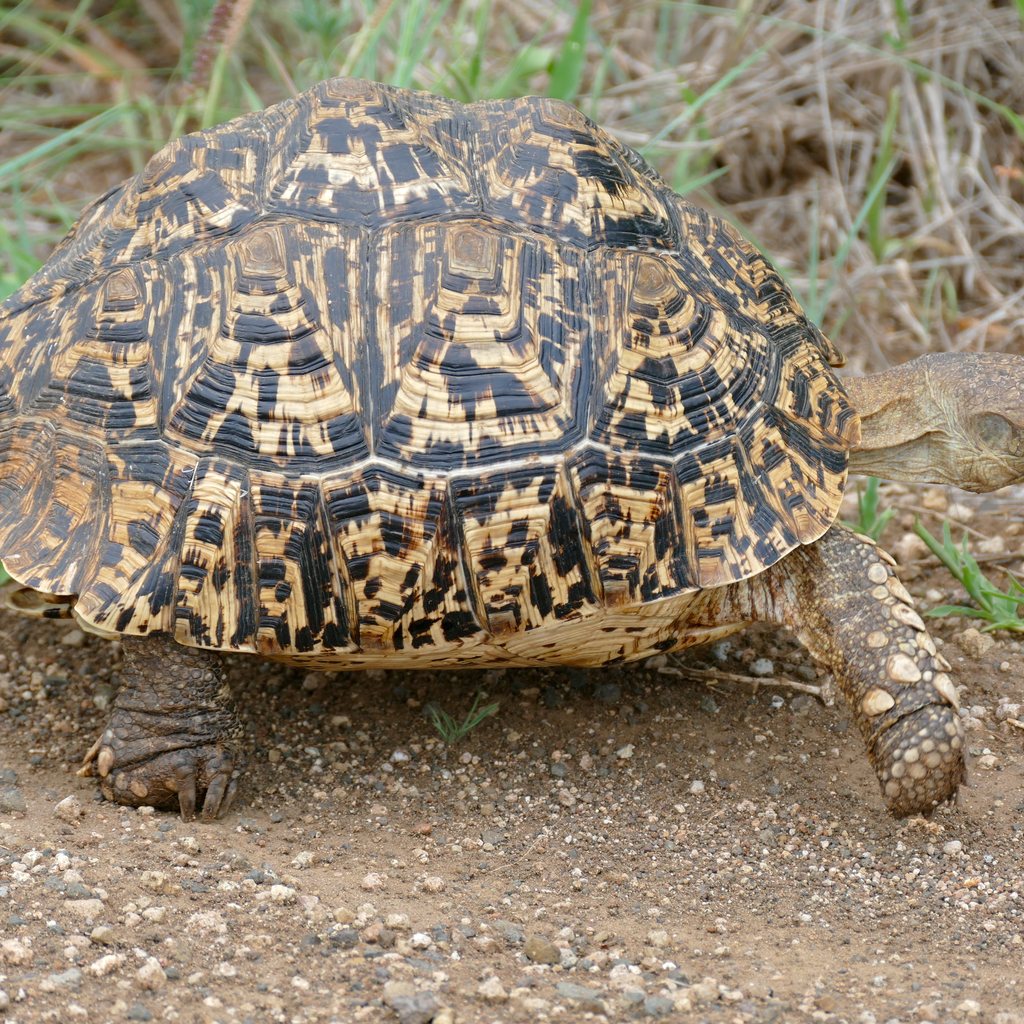 Leopard Tortoise