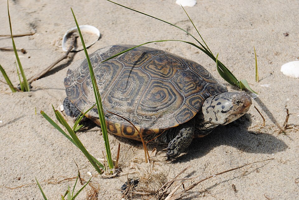 Diamondback Terrapin