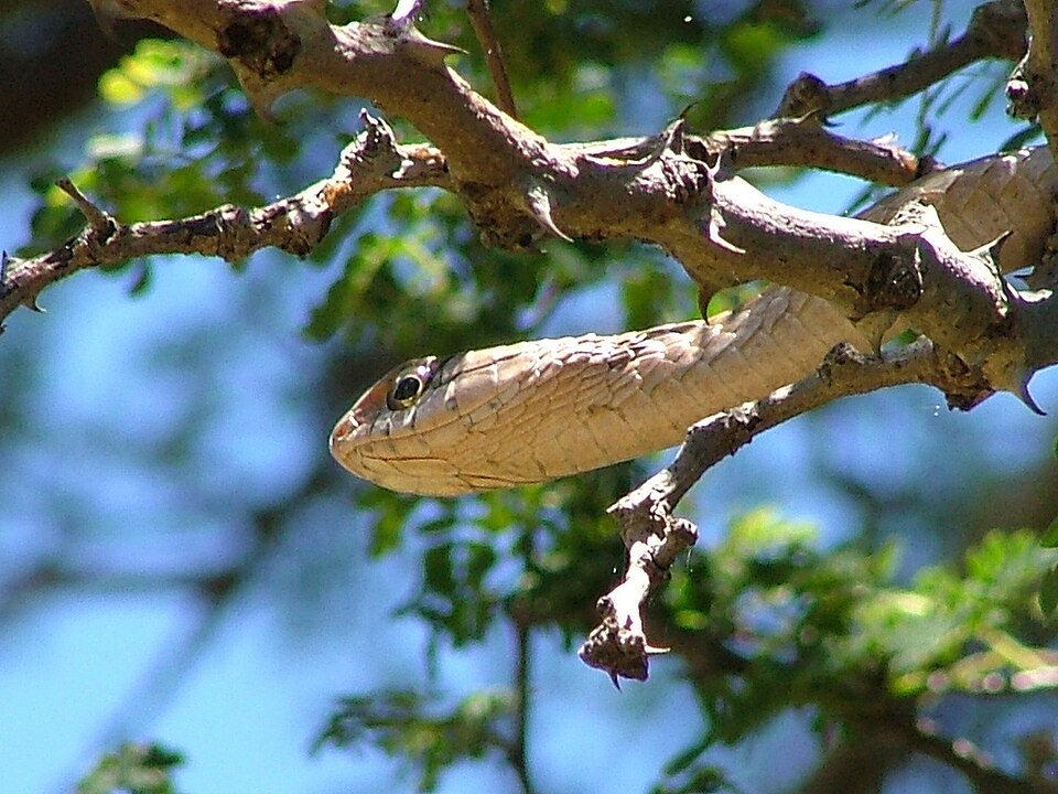 Boomslang