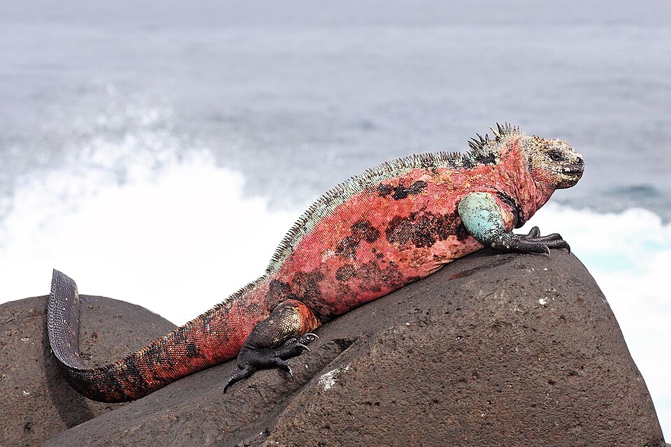 Marine Iguana
