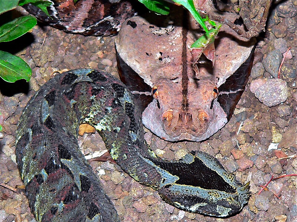 Gaboon Viper