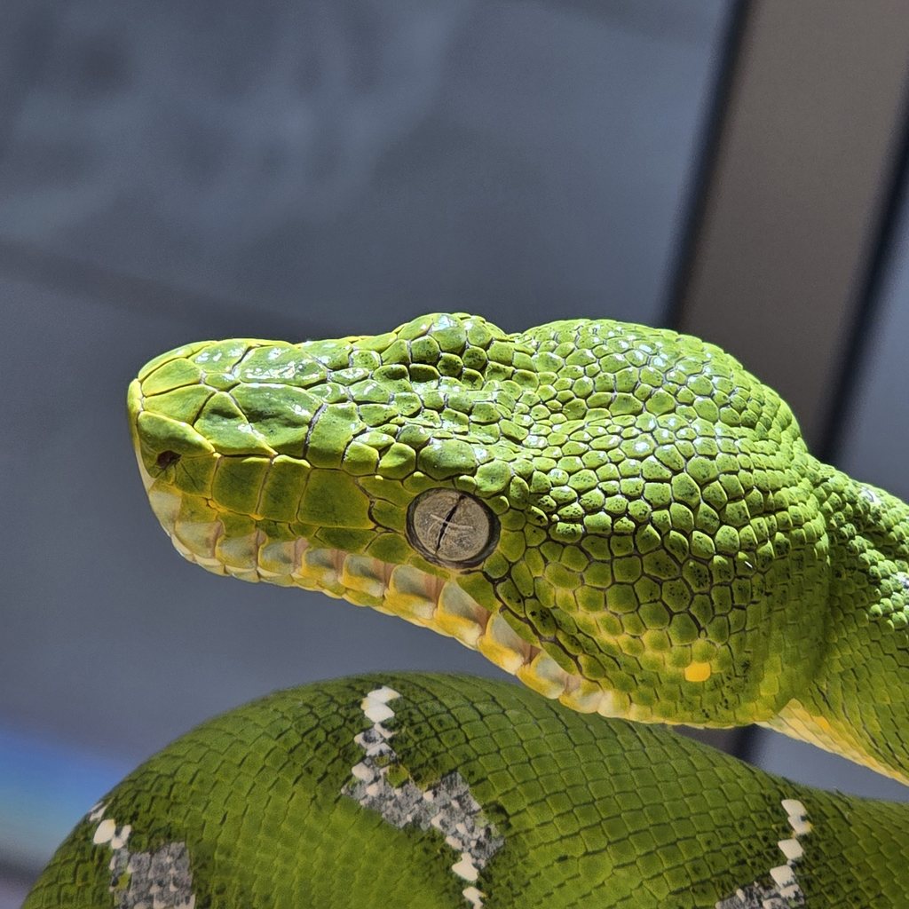 Emerald Tree Boa