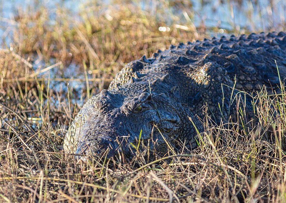 Nile Crocodile