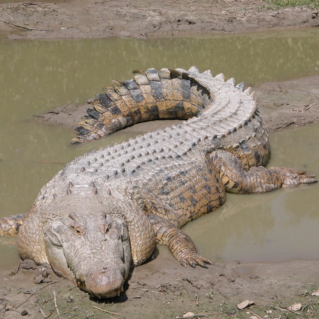 Saltwater Crocodile