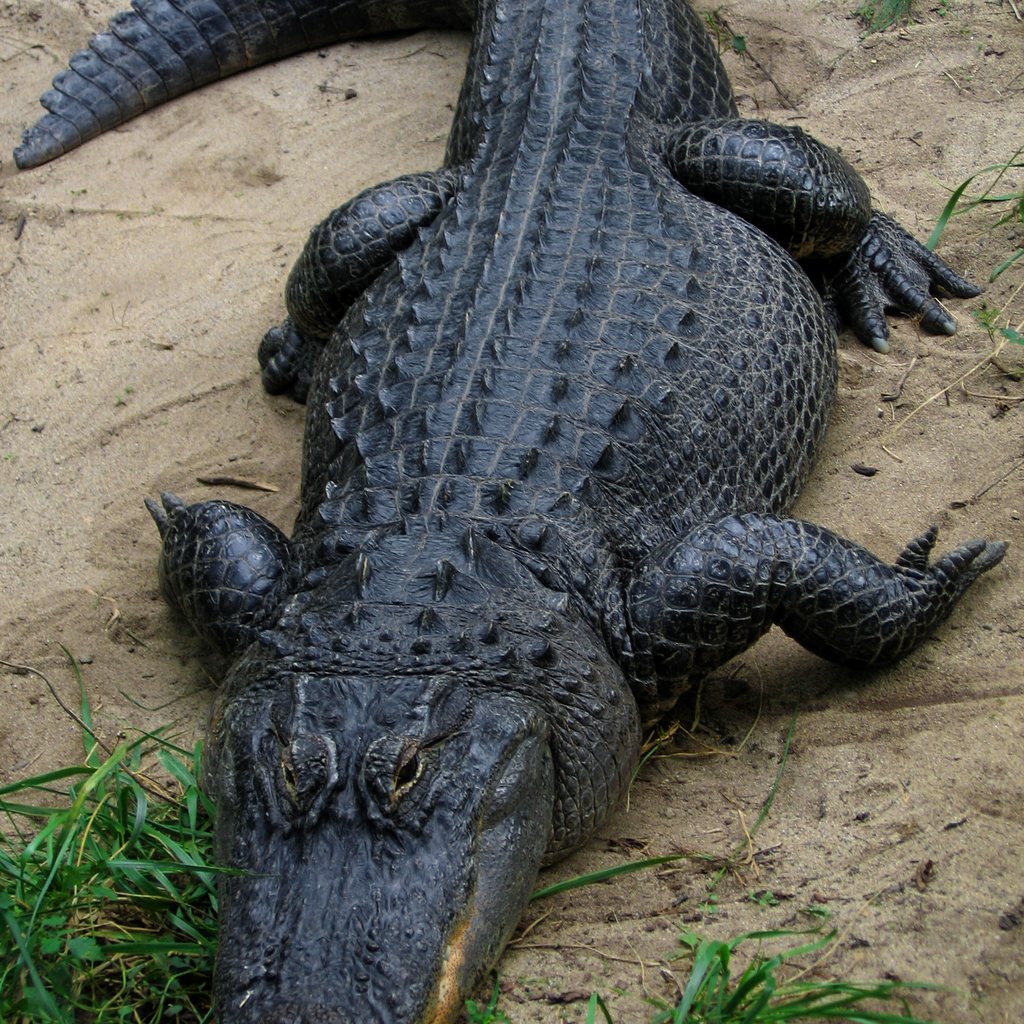 American Alligator