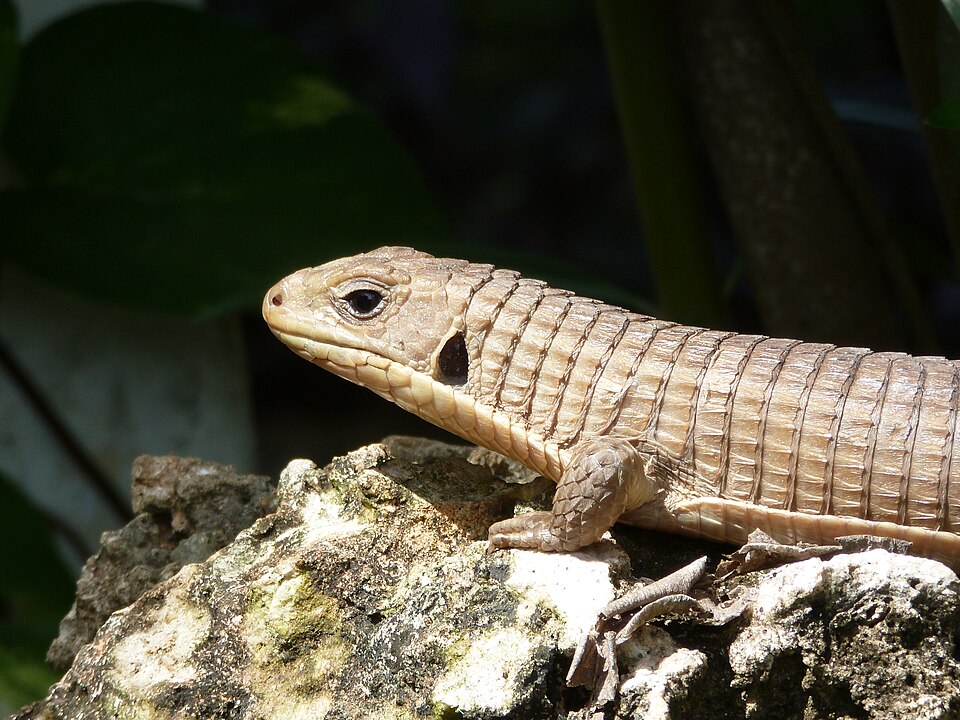 Sudan Plated Lizard