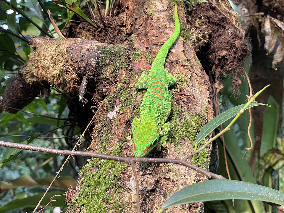 Madagascar Giant Day Gecko