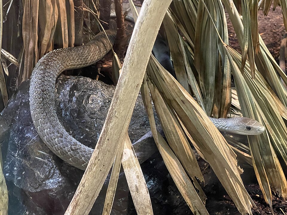 Black Mamba