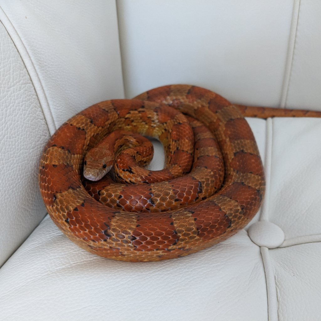 Corn Snake
