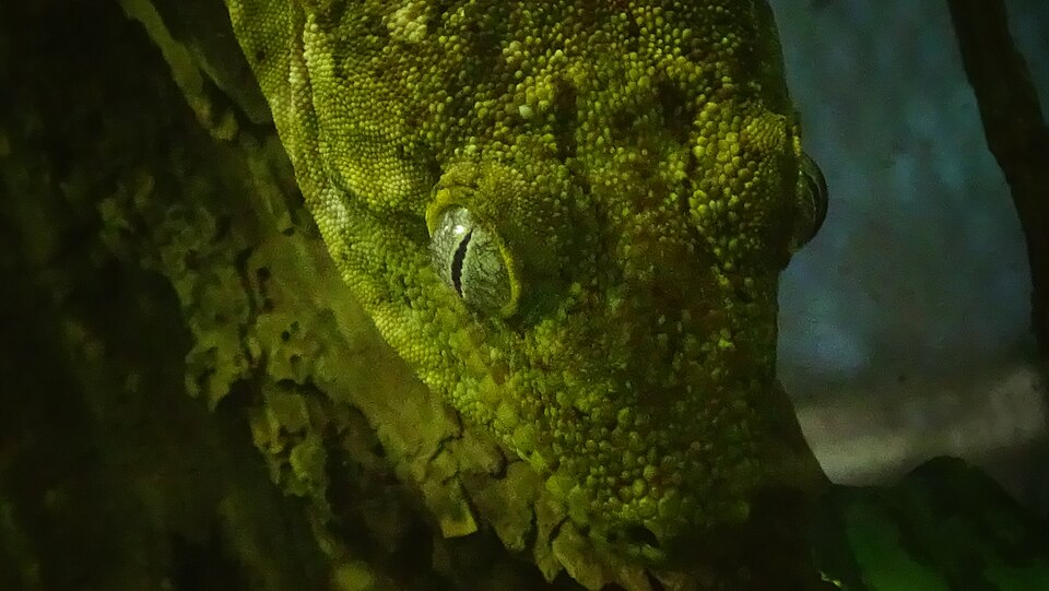 New Caledonian Giant Gecko