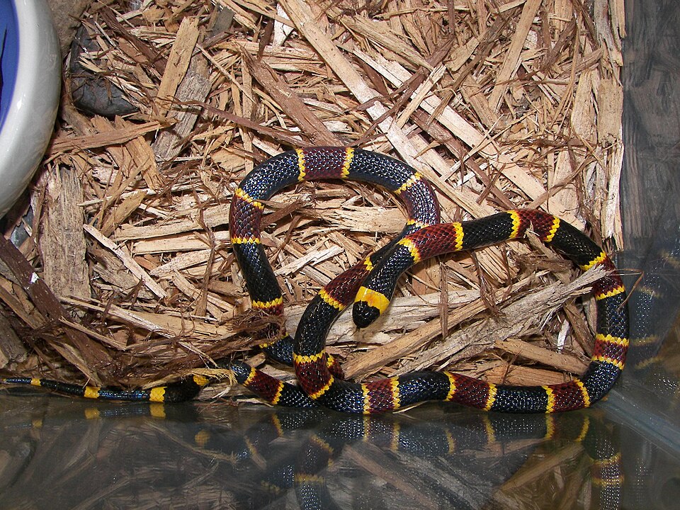 Eastern Coral Snake