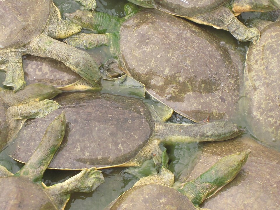 Spiny Softshell Turtle
