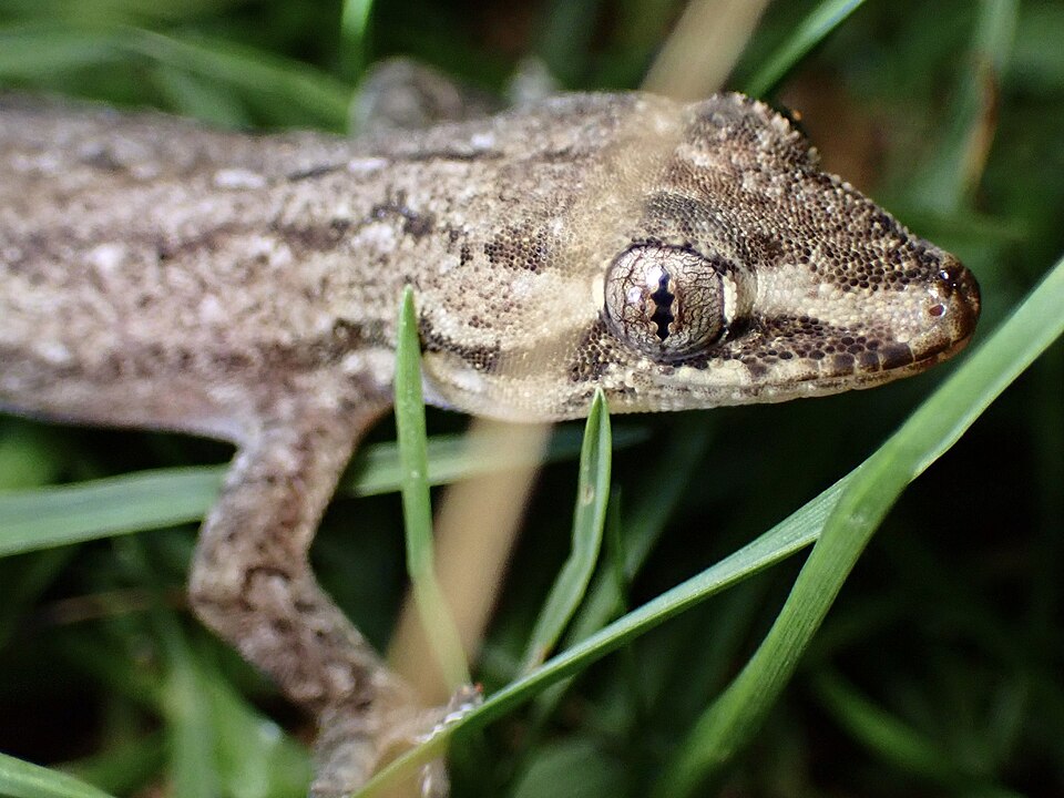 Common House Gecko