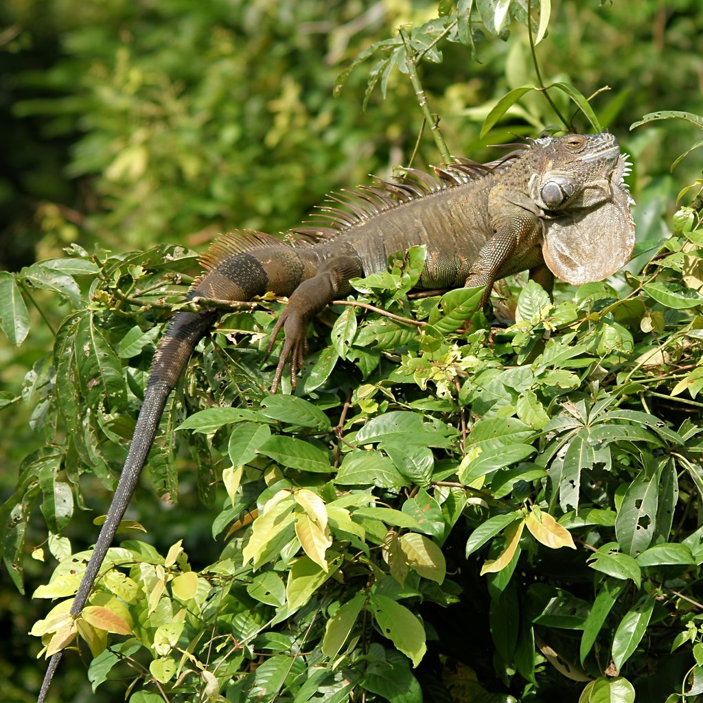 Green Iguana