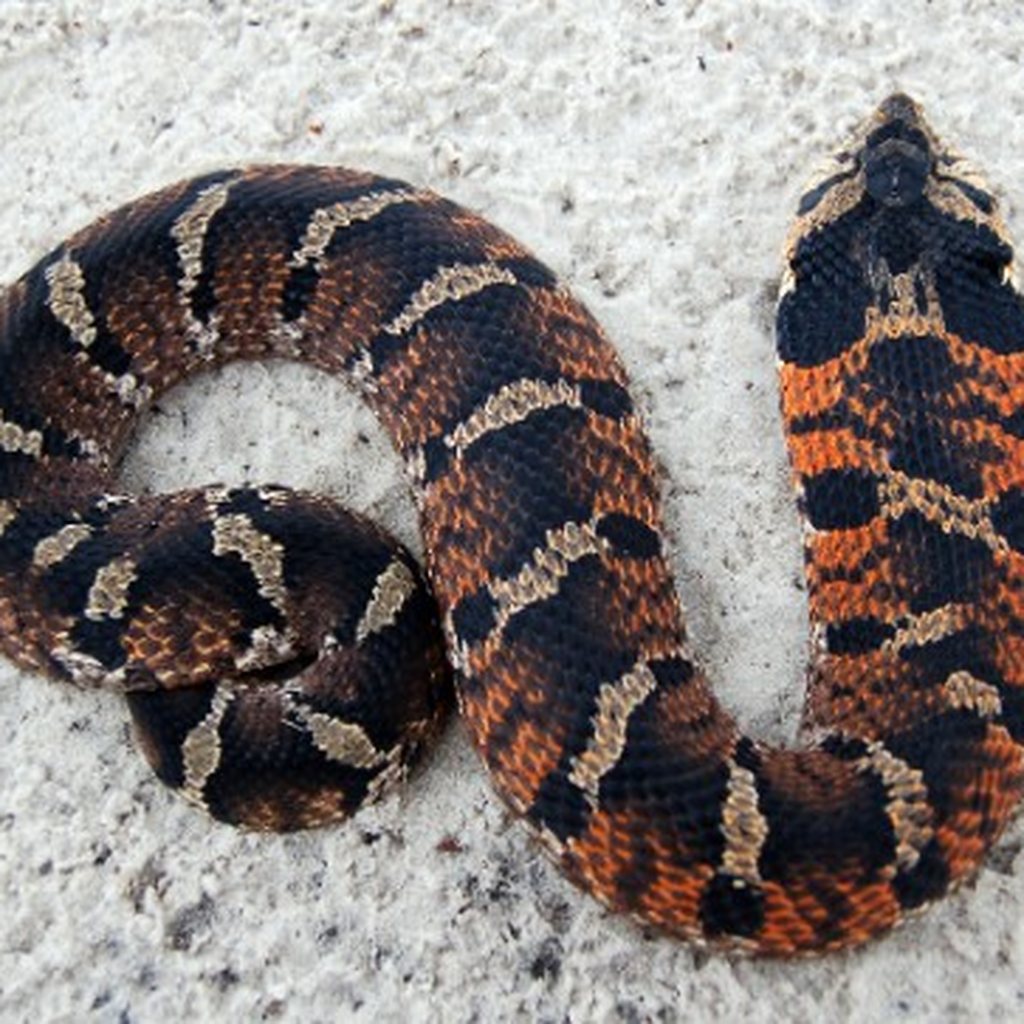 Eastern Hognose Snake