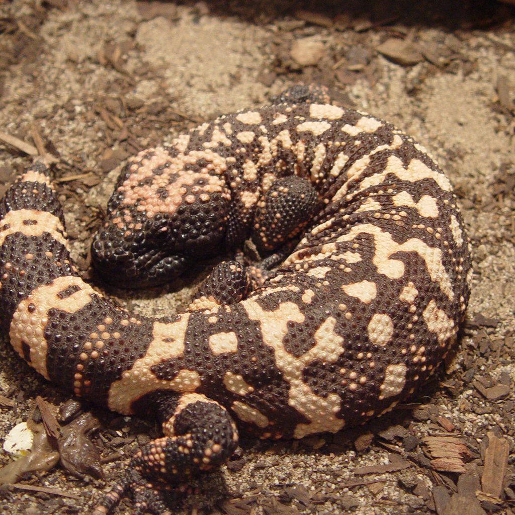 Gila Monster
