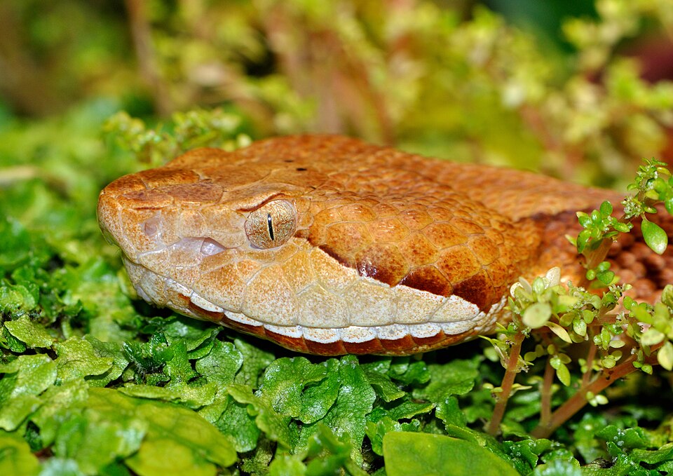 Copperhead