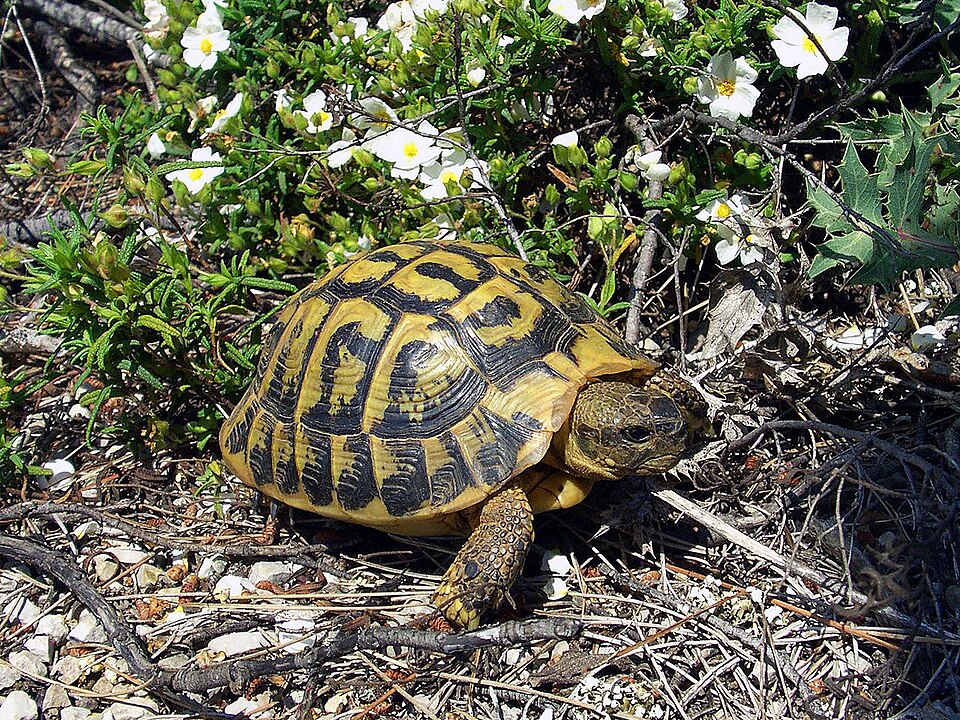 Hermann's Tortoise