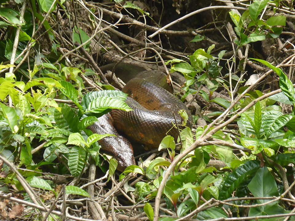 Green Anaconda