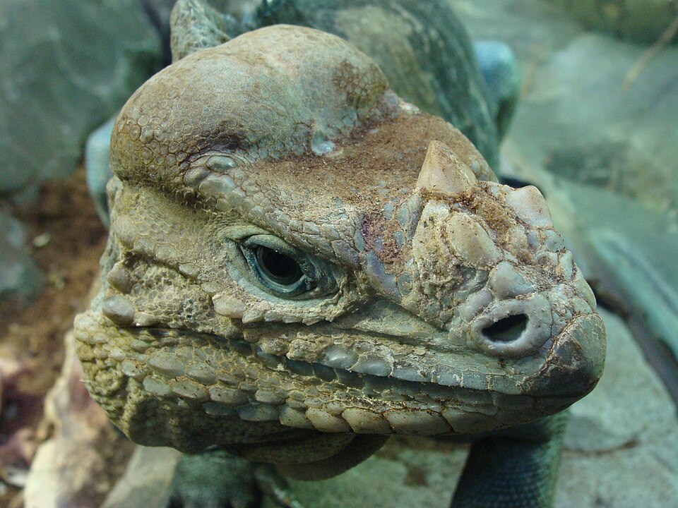Rhinoceros Iguana