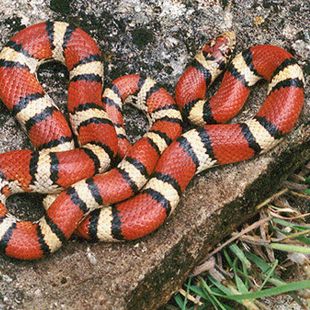 Milk Snake