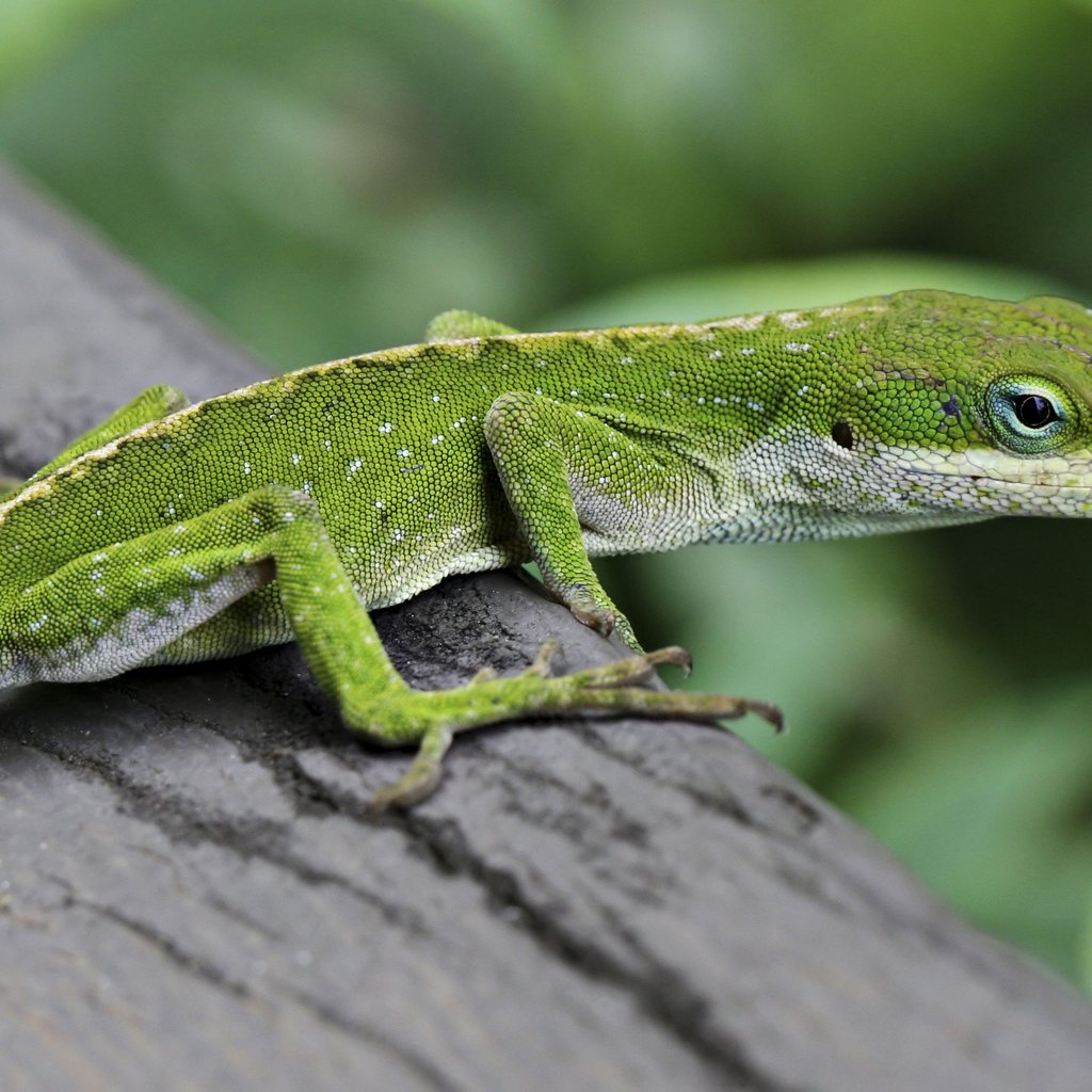 Green Anole