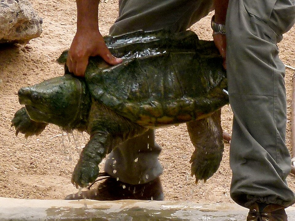 Alligator Snapping Turtle