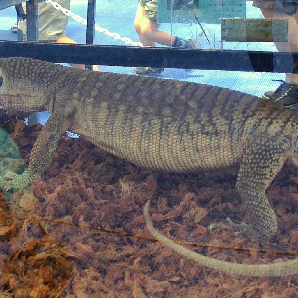 Savannah Monitor