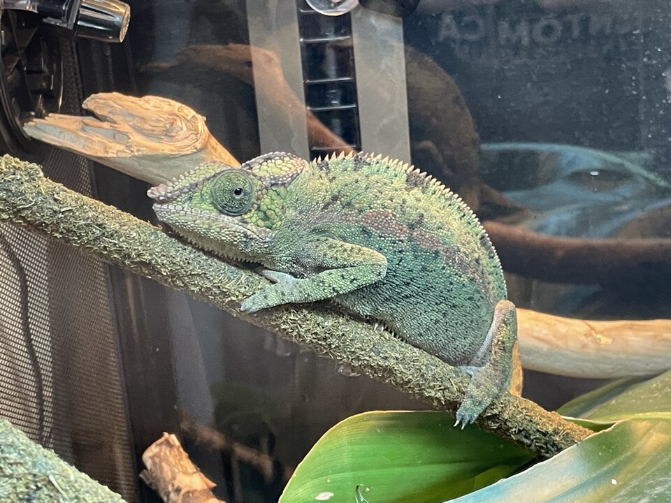 Panther Chameleon