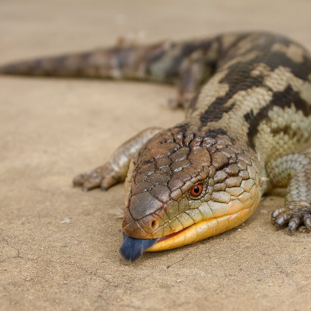 Blue-Tongued Skink