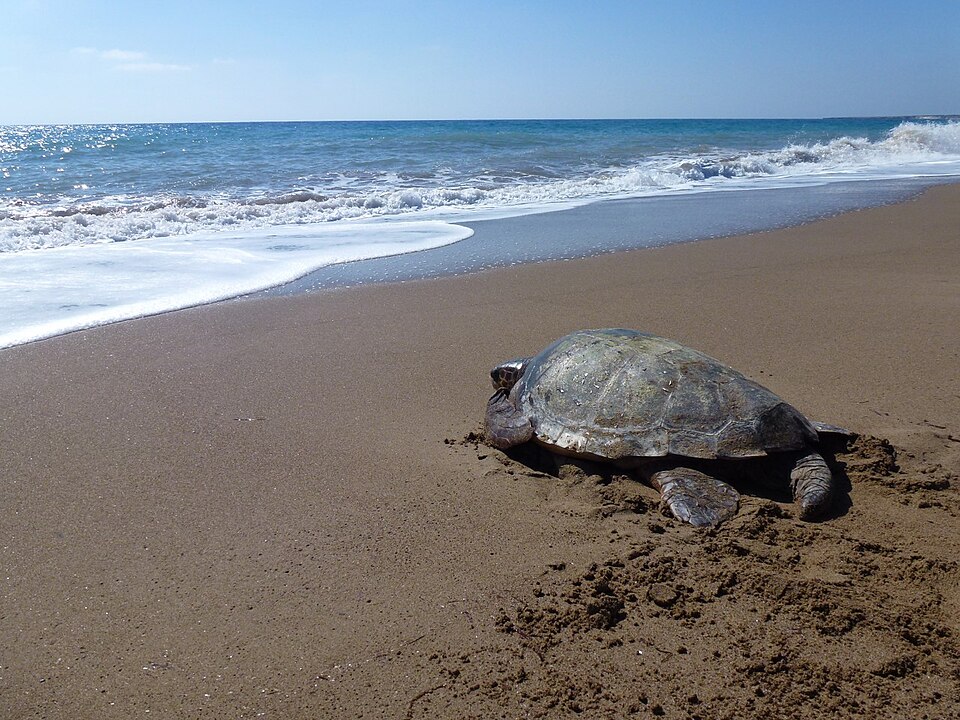 Loggerhead Sea Turtle