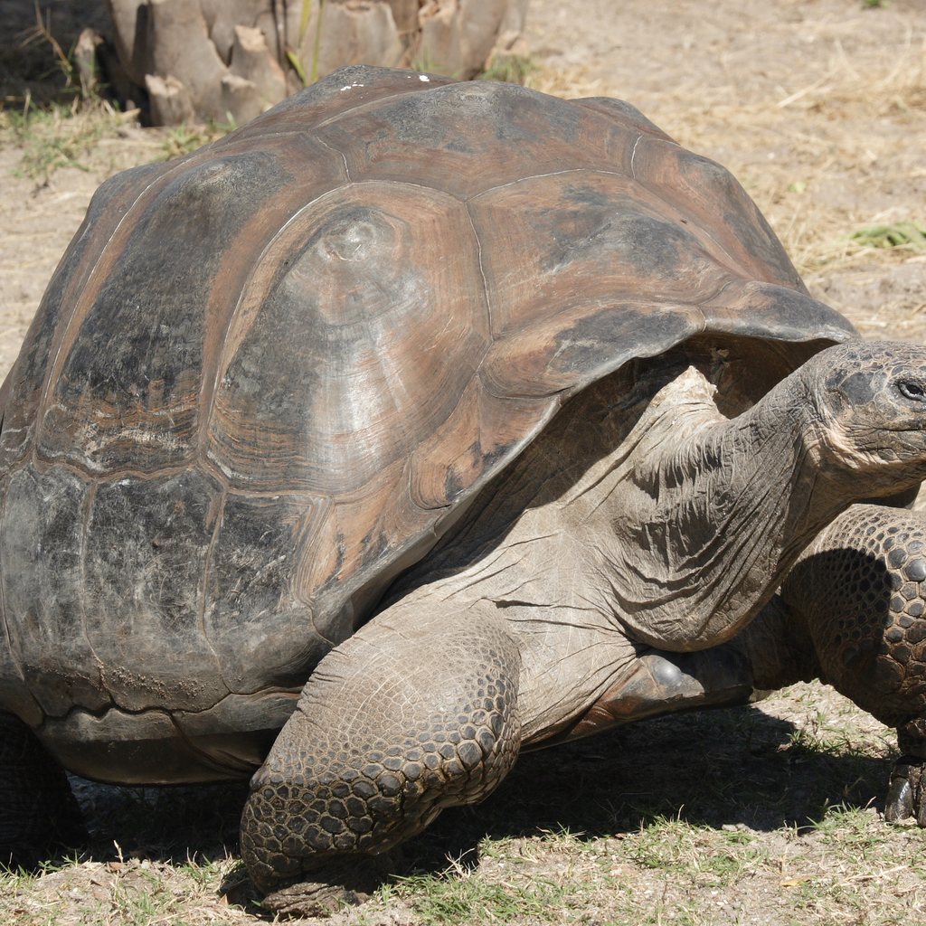 Galápagos Tortoise