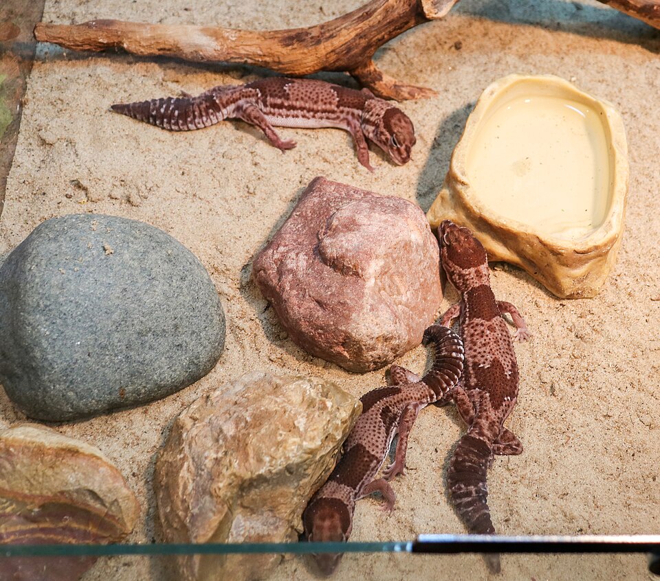 African Fat-Tailed Gecko