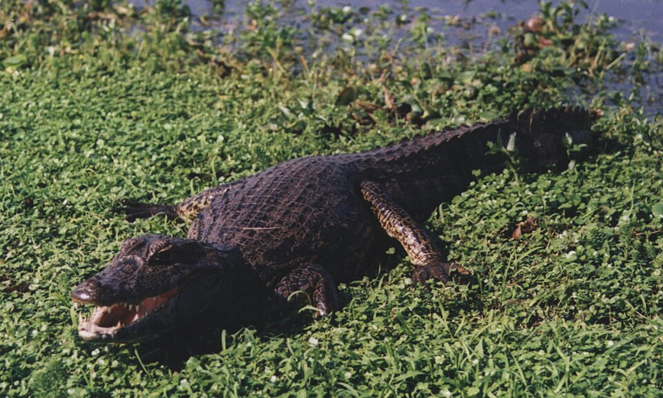 Yacare Caiman