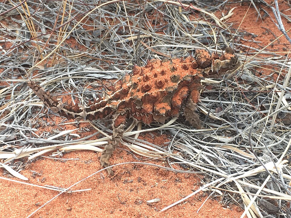 Thorny Devil
