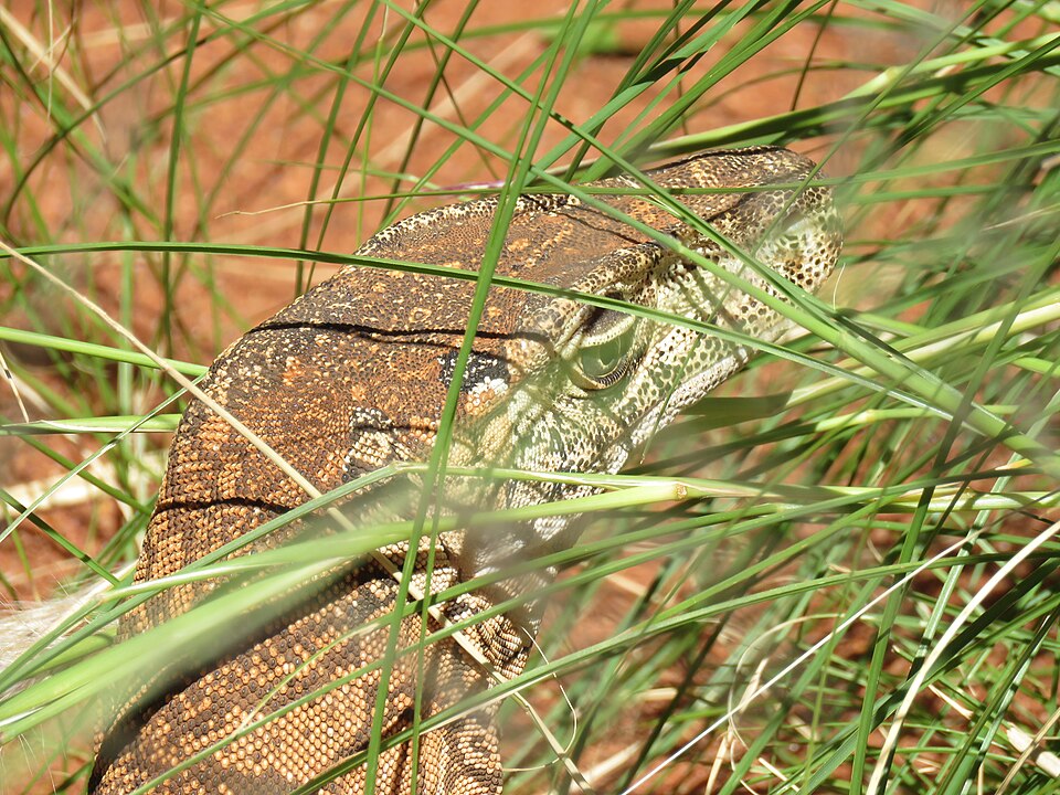 Perentie