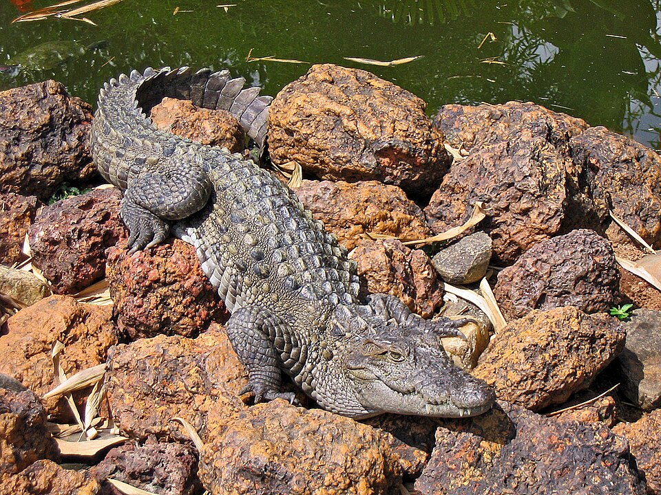 Mugger Crocodile