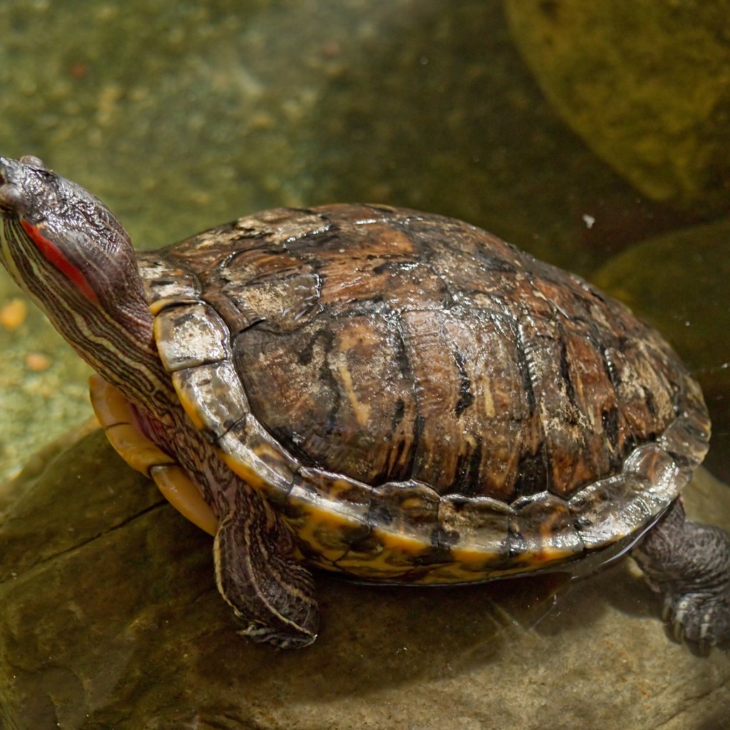 Red-Eared Slider